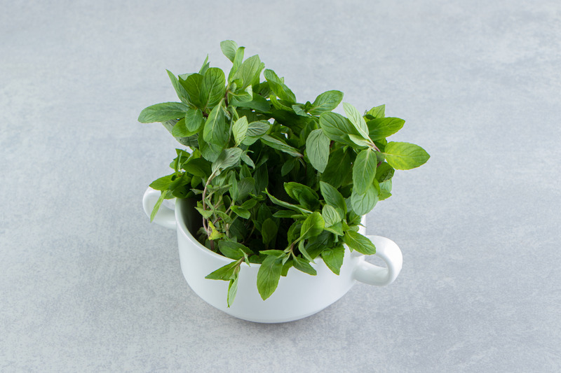 tulsi plant for home